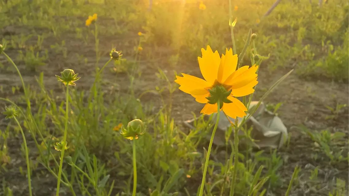 手机摄影技巧之逆光拍摄与二次构图