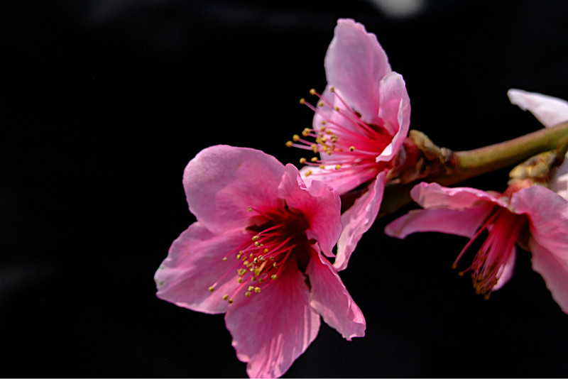 手机摄影技巧之黑色背景照片的拍摄